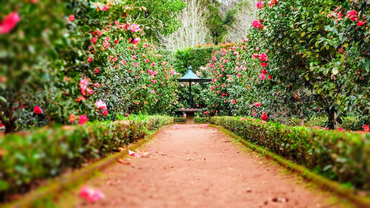 Tropical garden at Baiana